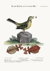 A Alvéola-d&39;água Amarela e a Folha Andante, 1749-73